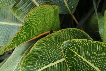 El verde es el color que las plantas reflejan para protegerse de la radiación solar y asegurar que los súbitos cambios de luz les hagan daño