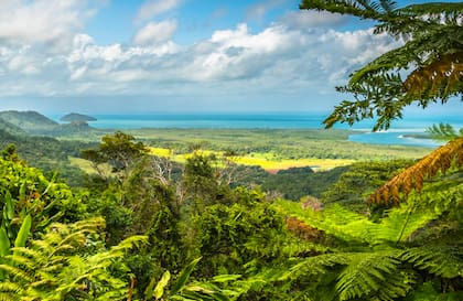 El verdísimo Daintree rainforest en Australia.