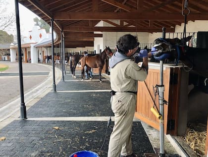 El veterinario atiende a caballos de carrera