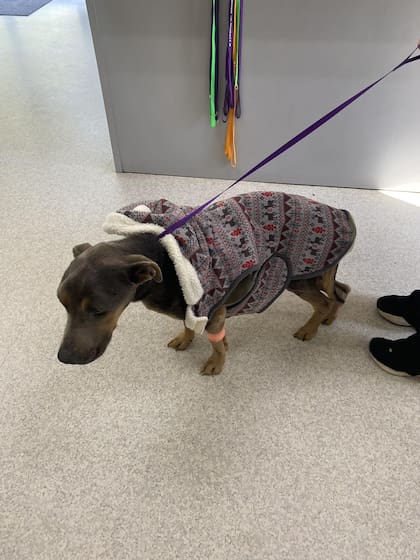 El veterinario determinó que tenía alrededor de un año y pesaba solo 18 kg, aproximadamente la mitad de lo que calcularon que debería pesar según su edad y tamaño.