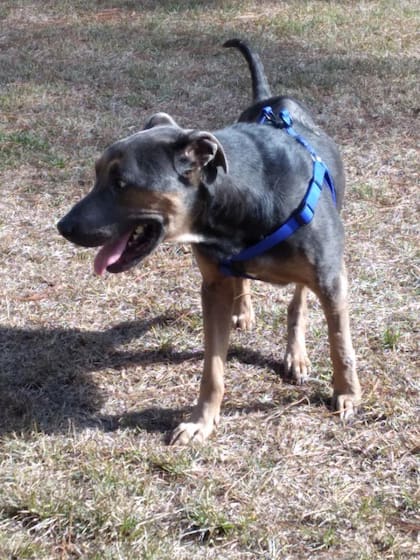 El veterinario dijo que de haber pasado otra hora en el frío, su destino habría sido fatal.