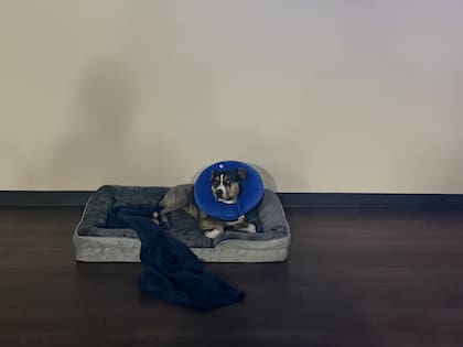 El veterinario dijo que parecía que Cookie Marie había sido atropellada por un coche en varias oportunidades.