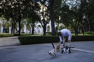 López Obrador aseguró comida y cuidados de por vida a 19 gatos que rondan su palacio