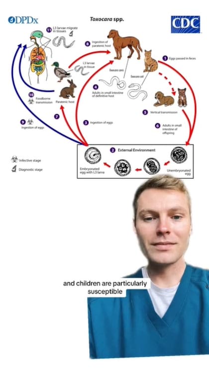 El veterinario mostró cómo es el pase del parásito al cuerpo humano desde el excremento
