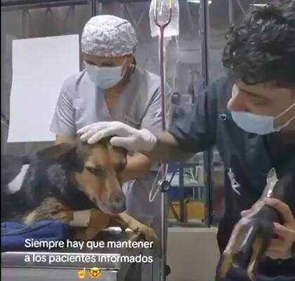 El veterinario se tomó el tiempo para conectar con la perra (Captura: @DiloConPerritos)