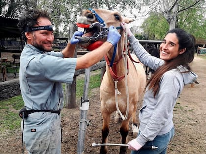 El veterinario trabaja con un equipo para poder realizar las tareas con los caballos