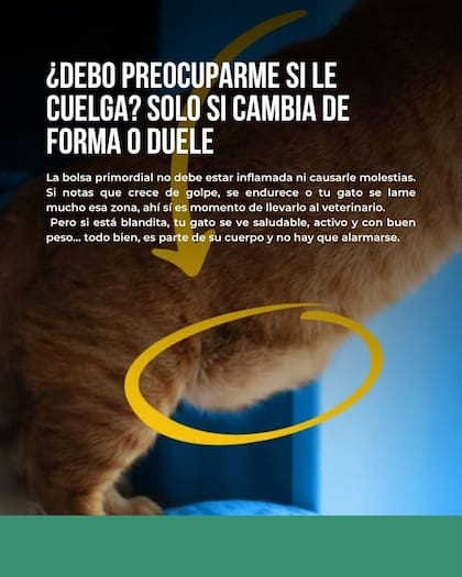 El veterinario utilizó varias placas para explicar este concepto (Foto: @panchocavero)