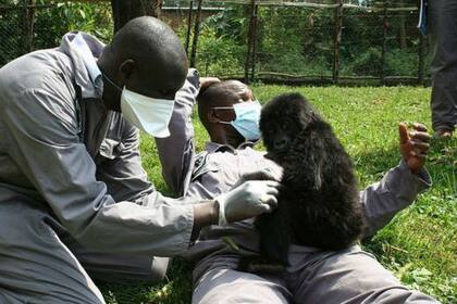 El vice director del parque dice que los gorilas crecieron considerando a los guardabosques "sus padres"