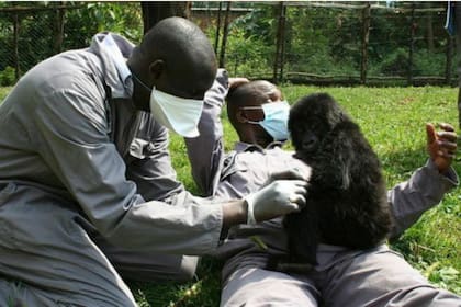 El vice director del parque dice que los gorilas crecieron considerando a los guardabosques "sus padres"