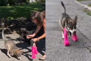 El video de un perrito que prueba por primera vez una prótesis para sus dos patas amputadas