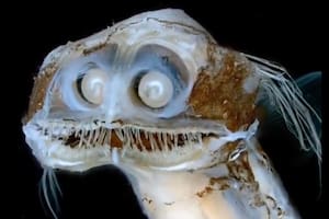 El video de esta criatura marina se hizo viral en las últimas horas (Foto: Captura X)