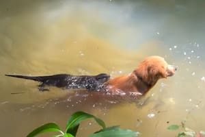 El video de un perro y una nutria nadando juntos que causó furor en las redes