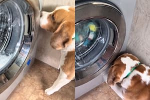 Puso a lavar los peluches de su perro en el lavarropas y el gesto de la mascota enterneció a todos