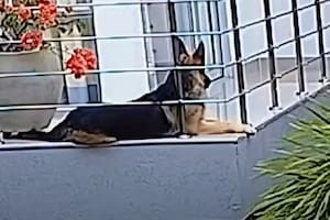El video del perro se volvió viral en las redes sociales y desató todo tipo de comentarios (Foto: Captura X @EsTendenciaEnX)