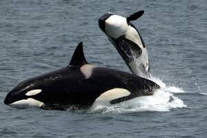 Captan el momento exacto en el que una orca golpea a un delfín en el aire