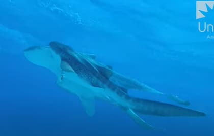 El video puede ser vital para la conservación de la especie (Captura: UniSC)