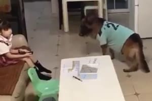 El video viral del perro que le avisa a una niña que llegaron sus padres para que se ponga a hacer la tarea