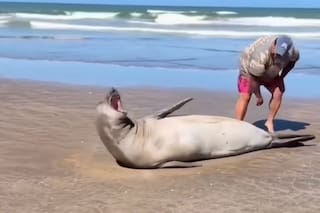 Un especialista explicó qué hacer cuando te encontrás con un lobo marino en la playa