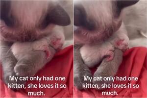El video viral de un gato recién nacido que enterneció a todos