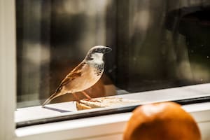 Por qué pueden convertirse en trampas mortales para las aves