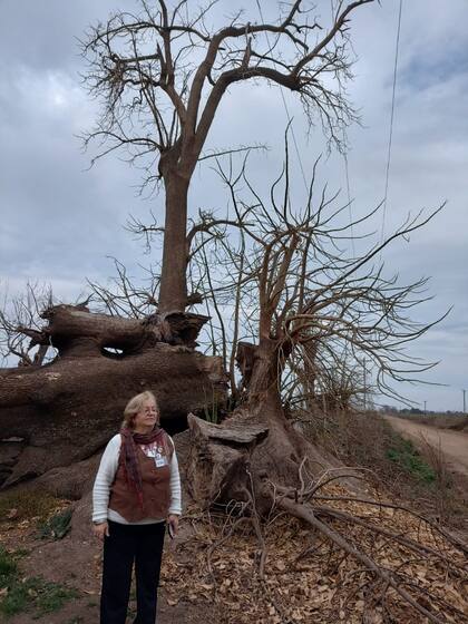 El viejo ombú bajo el cual Atahualpa ensayó sus primeros acordes está en la entrada al pueblo