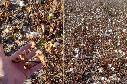 "El viento norte se terminó llevando las pocas ilusiones del campo en esta parte del territorio santafesino. Y créanme que sentimos angustia porque ya no se habla de cifras; se habla de seres humanos”, resaltó Capozzolo