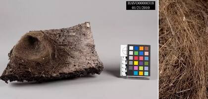 El viento puede transportarlas fácilmente a través del aire, haciendo que se acumulen en áreas bajas y formen mantos densos que parecen cabellera dorada sobre el suelo