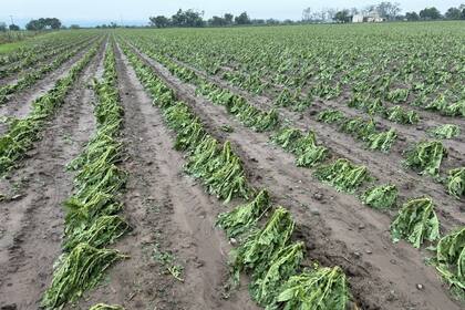 El viento y granizo arrasaron con el cultivo y con ello, la inversión que hizo el productor