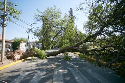 El viento Zonda provocó la caida de árboles y otros daños materiales en Mendoza