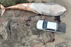Encuentran en Colonia una ballena muerta de más de 15 metros