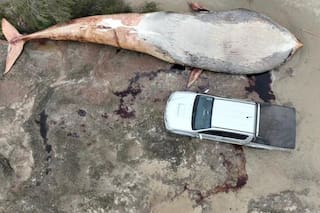 Encuentran en Colonia una ballena muerta de más de 15 metros