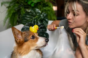 Por qué tu perro te sigue a todos lados y cuándo tenés que preocuparte