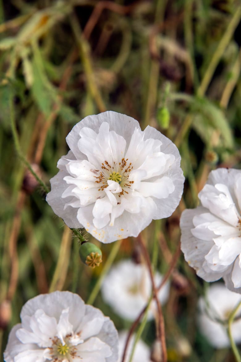 Las plantas más polémicas del mundo: entre prohibiciones, rituales y resistencia