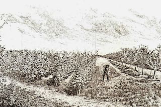 Rincón Gaucho: los vinos frescos de aquellos viñedos de Temperley