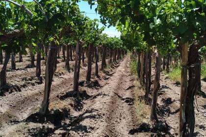 El viñedo que Sanchez no puede regar por falta de agua