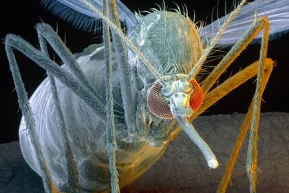 El virus de la fiebre amarilla, transmitido por el mosquito Aedes aegypti, fue el primero identificado en humanos