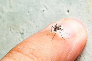 Uno por uno, los barrios porteños más afectados por el dengue