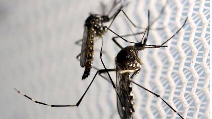 El virus del zika, presente en Florida
