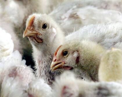 El virus que transmite la gripe aviar es el H7N9