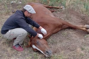 Muerte de caballos: se llegará a un millón de vacunas y esperan bajar en 20 días el impacto del temible virus