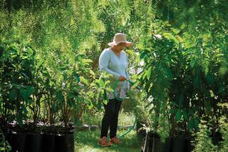 Dónde funciona el vivero de árboles autóctonos más grande de Buenos Aires