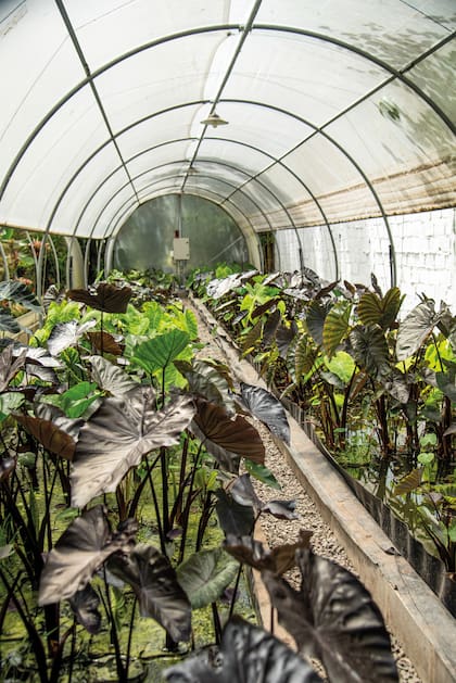 El vivero cultiva 37 híbridos diferentes que se fueron incorporando año tras año, ya que en Argentina existían solo cuatro variedades