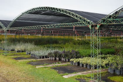 El vivero Cultivos, de Bahía Blanca, comercializa más de cien especies. Entre ellas, las muy buscadas cina-cina, caldén, Acacia visco y barba de chivo.