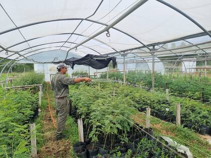 El vivero de especies autóctonas de la Reserva El Potrero