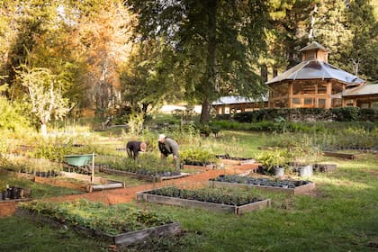 El vivero de la Isla Victoria, con más de 100 años de edad, donde se plantan especies nativas, muchas de las cuales se utilizan para recuperar la fauna después de los incendios.
