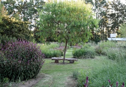 El vivero La Teófila recibe entre canteros donde se observan grandes matas de Celosia spicata ‘Flamingo Purple’ y un joven aguaribay.