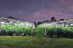 El vivero narco que robaba luz para darle calor de noche a una plantación de cannabis