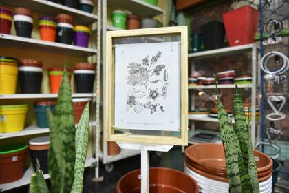 En el vivero Verde Nuevo, entre plantas, se exhiben las tintas de malezas del artista cordobés Fabián Nonino