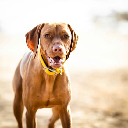 El Vizsla alcanza los 64 kilómetros por hora