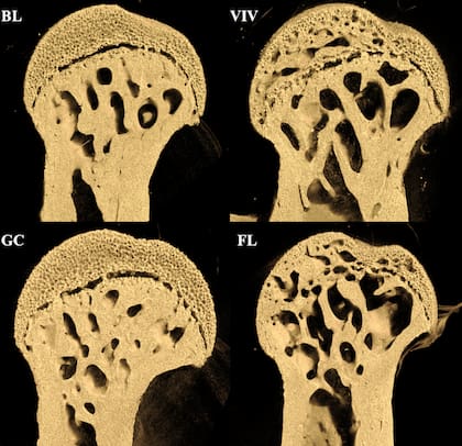 El vuelo espacial en microgravedad acelera la osificación endocondral secundaria, el proceso por el cual se desarrollan centros de osificación en los extremos de los huesos largos, como el fémur